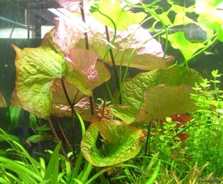 Súng huyết thuỷ sinh không cần co2