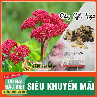 Cây Gối Hạc 1Kg - Thu Hái Tự Nhiên Loại 1