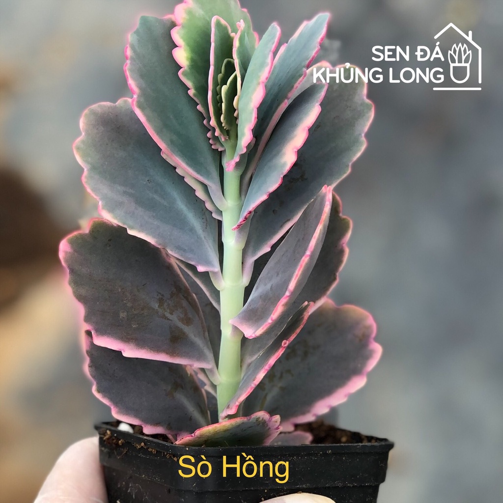 Sen đá Sò Hồng - Kalachoe fantasma