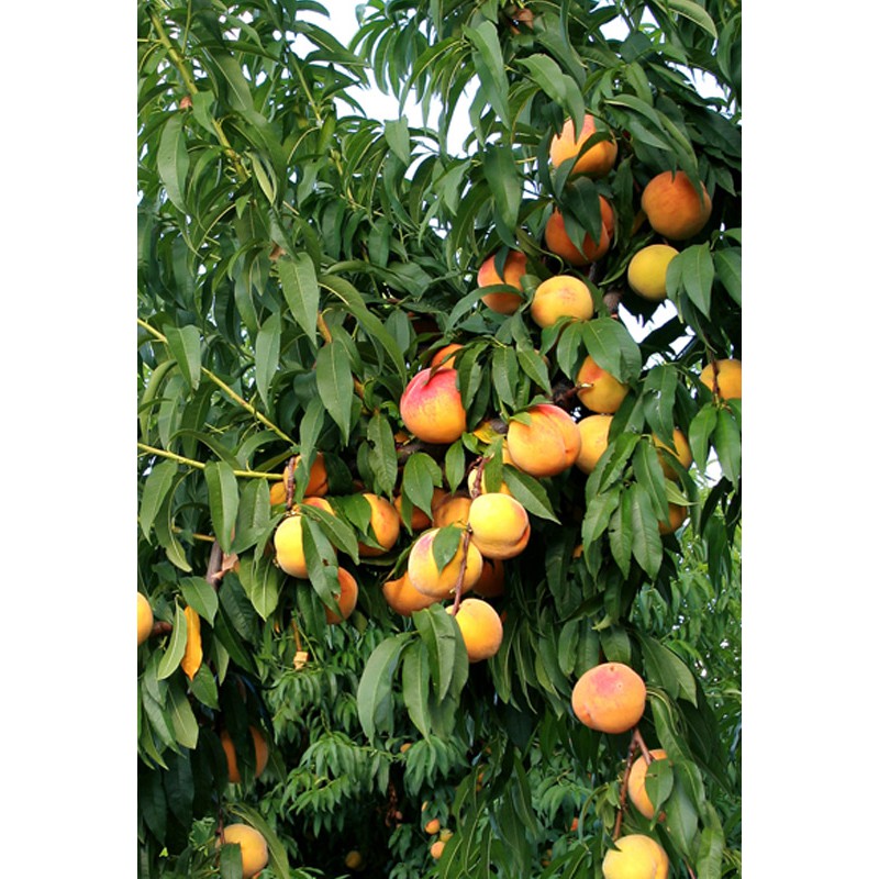 [Mã 267FMCGSALE giảm 8% đơn 500K] 🐌 Đào ngâm Kronos 820g - SP010221 | BigBuy360 - bigbuy360.vn