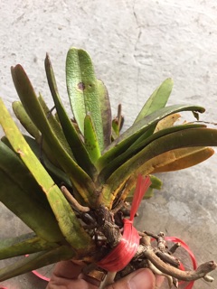 lan quế tím 35k/bó/4cay