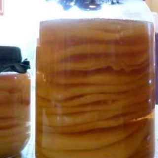 Nấm trà kombucha.