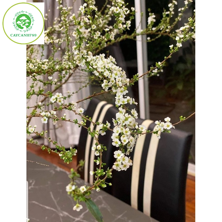 Bó hoa tuyết mai rừng ngủ đông trang trí decor cành dài 80cm