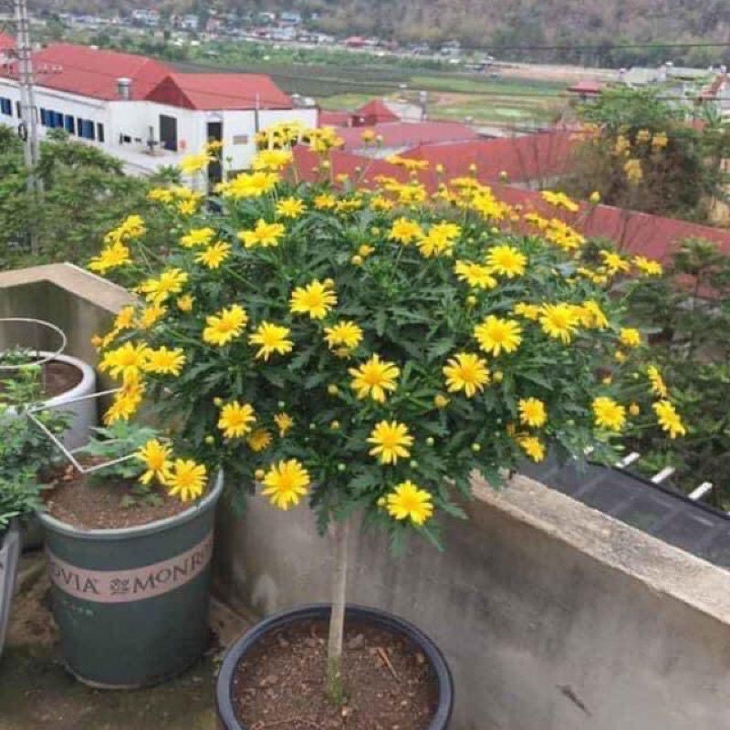 Hạt hoa cúc thân gỗ