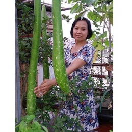 HẠT GIỐNG BẦU QUẢ DÀI 2M Gói 5 Hạt Giống Bầu Sao Lai Trái Dài 2m F1