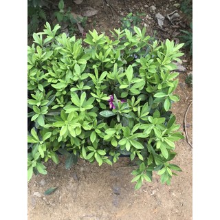 20 cây đỗ quyên,10 nhài nhật