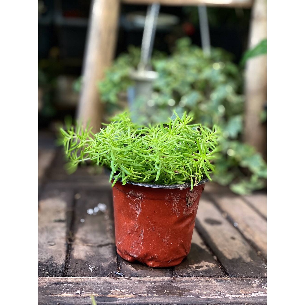 Cây Sedum rupestre Angelina (Cỏ Cảnh Thiên) chậu nhựa