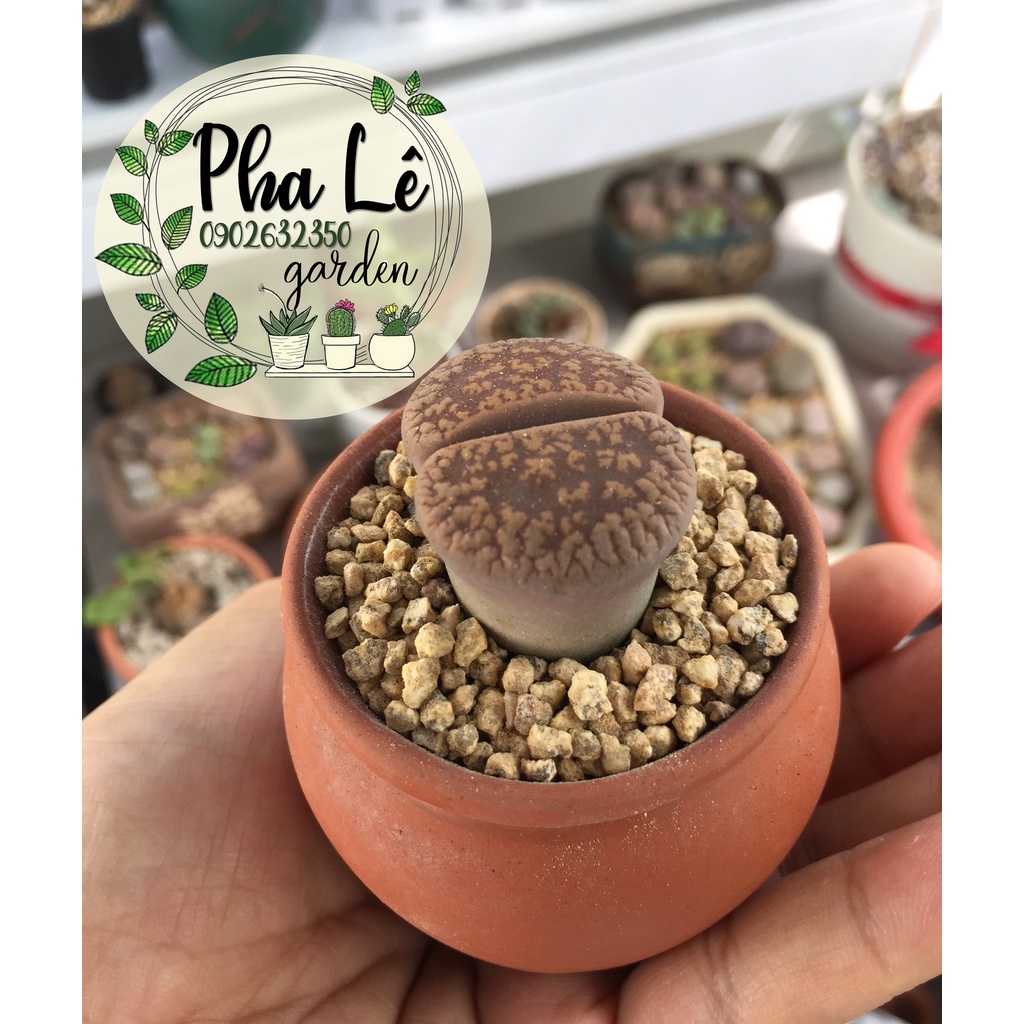 lithops siêu khỏe, siêu to 3-4cm, giá tại vườn/ sen mông