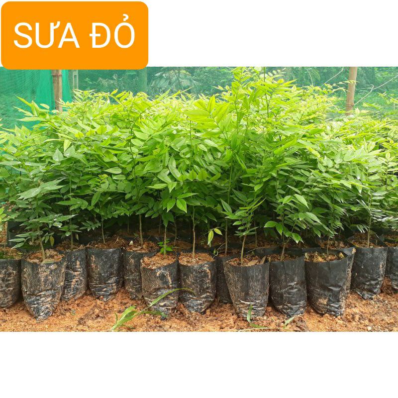 COMBO 10 CÂY SƯA ĐỎ