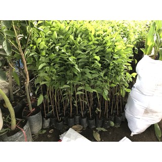 [cây giống] NA DAI LẠNG SƠN