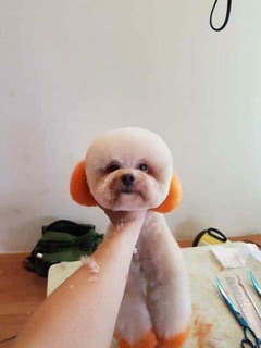 Thuốc nhuộm lông dành cho chó Brooklyn 🐩🌈✨