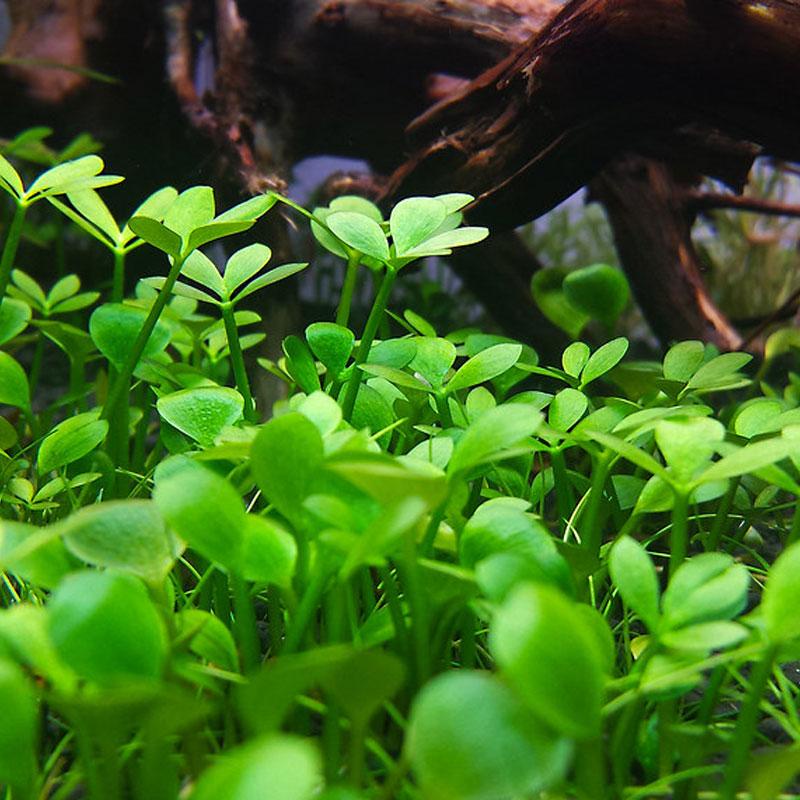 Cây thủy sinh Cỏ 4 lá mini