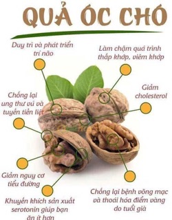 Quả óc chó siêu to 1 KG