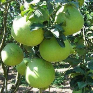 Cây bười da xanh ruột hồng không hạt