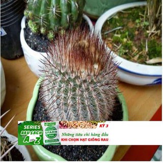 Hạt giống Xương rồng nhiều màu dể bàn làm việc gói 15-20 hạt