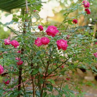 Cây hồng cổ Huế chuẩn (cây nhi đồng)
