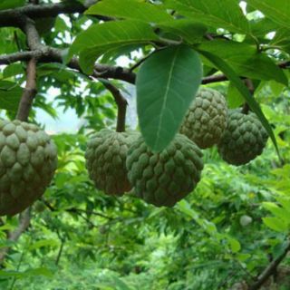 Cây giống na dai