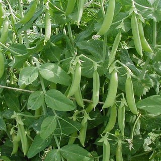 Hạt giống đậu Hà Lan Đài Loan ăn quả hoặc lấy hạt