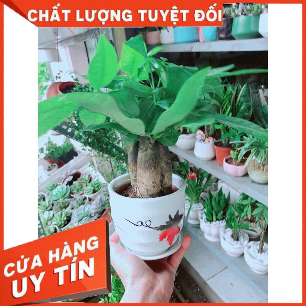 Chậu Kim Ngân Nhiều Người Mua