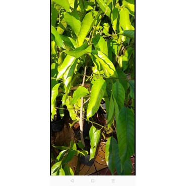 Cây ngọc lan hoa trắng thơm khắp sân, có cây 1m hoặc 2m-vườn của boss