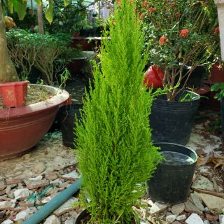 Cây tùng thơm đuổi muỗi