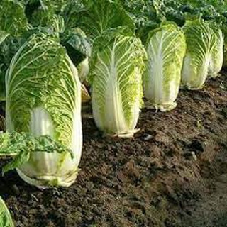 Hạt giống rau cải thảo (100 hạt)