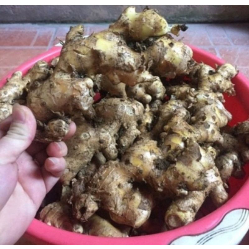 1 Ký gừng gió thái lát sấy khô