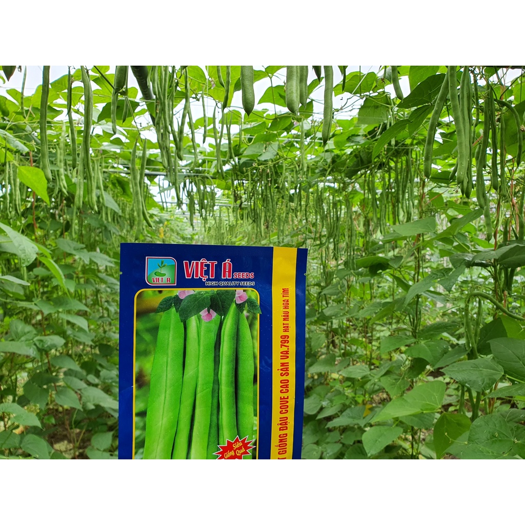 Hạt giống Đậu Cove cao sản VA.799 Hạt nâu hoa tím 400 gam