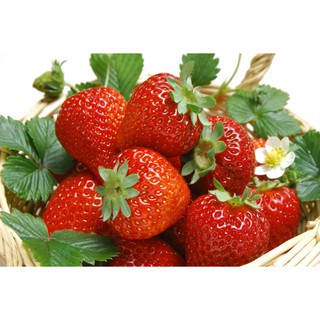 Gói 100 hạt giống dâu tây quả to chịu nhiệt