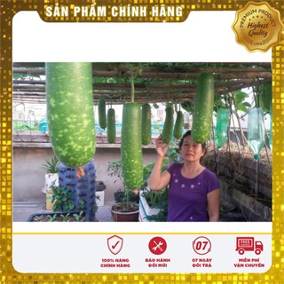 Hạt giống bầu lai F1 - 2gr