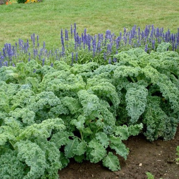Hạt Giống Rau cải xoăn xanh Kale 20 hạt / Gói ( Hàng Loại 1 ) - Tặng Kèm Bộ Dụng Cụ Trồng Cây Mini