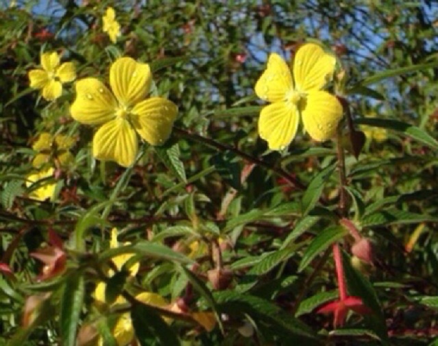 Cây rau mương hỗ trơ HP dạ dày 1 kg