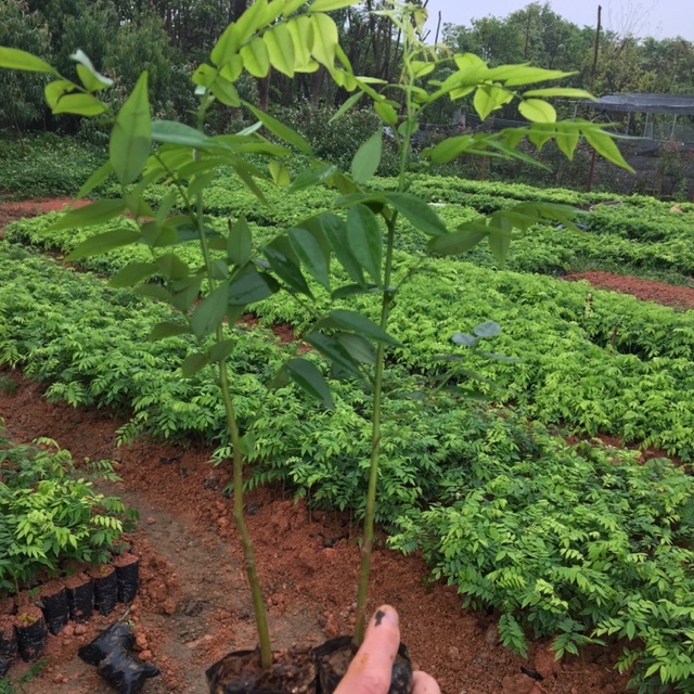 Cây giống Sưa Đỏ