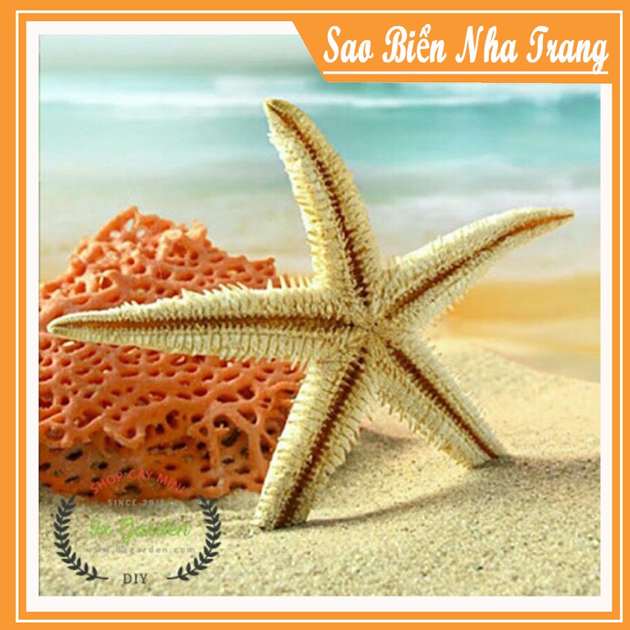 [ 10 ] Sao Biển Nha Trang