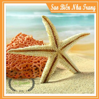 [ 10 ] Sao Biển Nha Trang