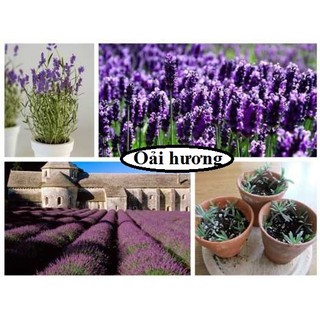 Hạt giống hoa Oải hương Lavender seeds hoa Larvender dễ trồng