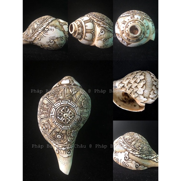 [PBMC] Ốc pháp loa trắng chạm nổi