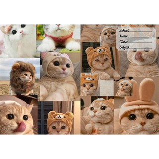 Giấy bao tập, bọc vở mèo-Cat-05