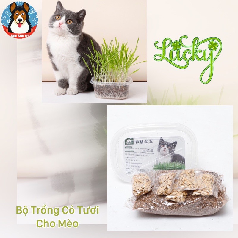 Bộ trồng cỏ tươi cho mèo