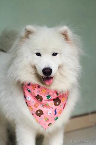 Khăn yếm hoạt hình cute cho Cún
