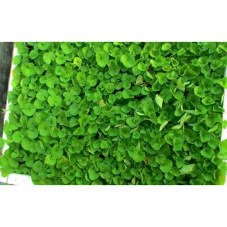 1GR - HẠT GIỐNG RAU MÁ LÁ NHỎ