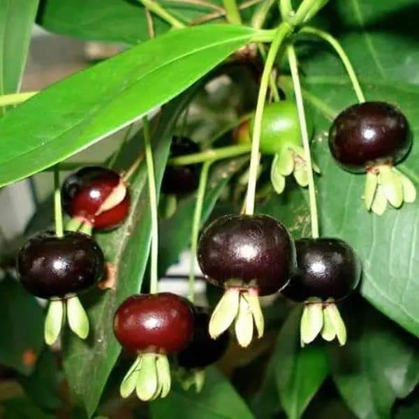 Cây Cherry Anh Đào Brazil