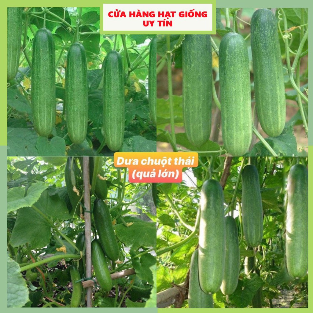 Hạt giống dưa chuột thái F1 quả lớn giòn ngọt dễ trồng kháng sâu bệnh (gói 200gram, 500gram,1kg)