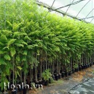 Cây phượng tím( cây cao 1,4 mét)