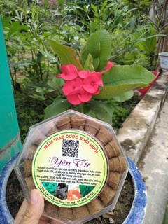 NỤ ĐUỔI MUỖI THẢO DƯỢC,PHÒNG TRỊ CÚM