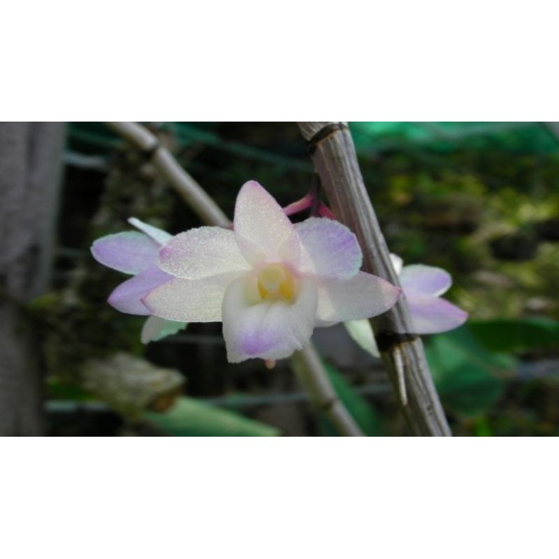 Lan Hoàng thảo tích tụ 1 giề