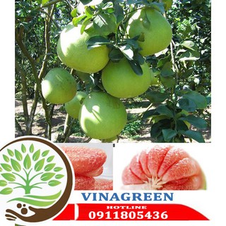cây giống bưởi da xanh