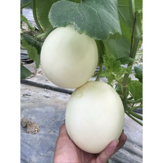 Hạt giống dưa lê thiên nữ