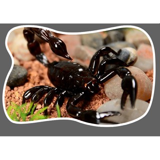 Bọ Cạp Điều Khiển Từ Xa