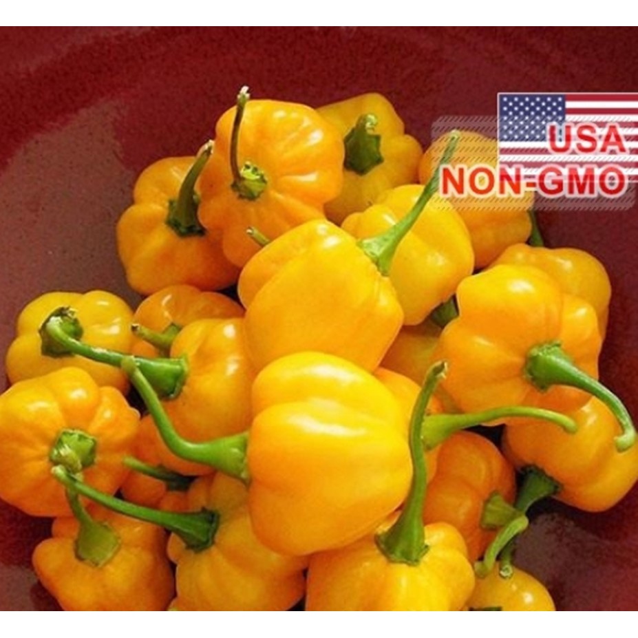 Hạt Giống Ớt Siêu Cay Caribbean - Scotch Bonnet (Capsicum chinense)